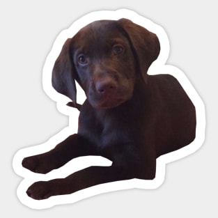 Marty the chocolate lab Sticker